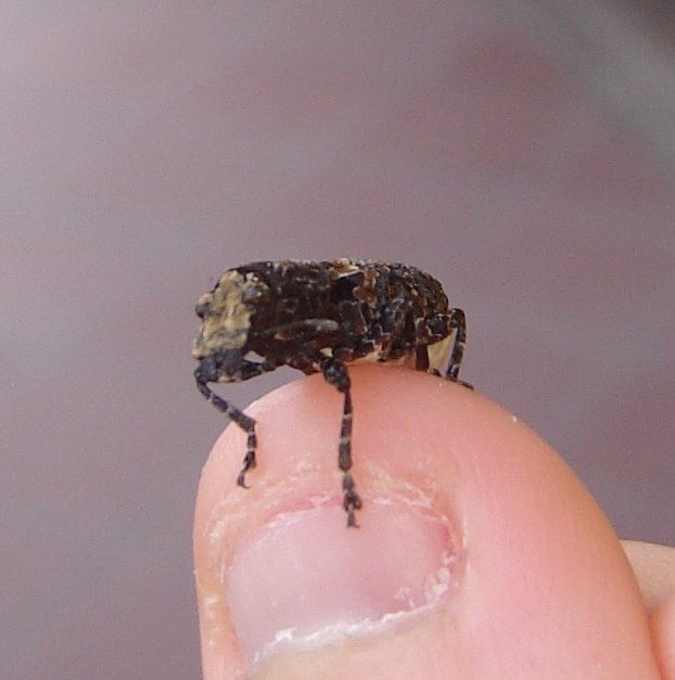 Che cos''?!? Platyrhinus resinosus (Anthribidae)